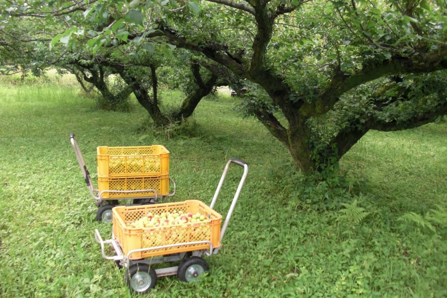 まごえもん農園